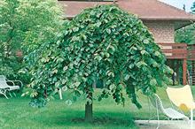 Ulmus glabra: wych and Scotch elm are now relatively rare in the British Isles after having been largely decimated by Dutch elm disease